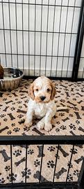 Cuccioli di cocker spaniel