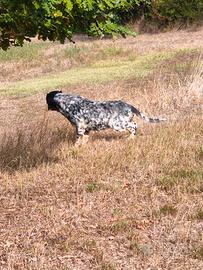 setter inglese