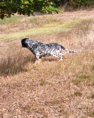setter inglese