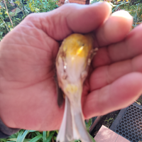 Solo per chi e interessato