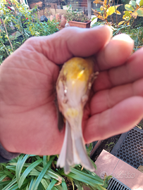 Solo per chi e interessato