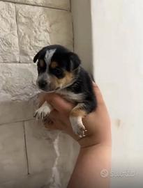 Mini chihuahua pincher toy da borsetta