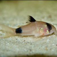 Pesci corydoras