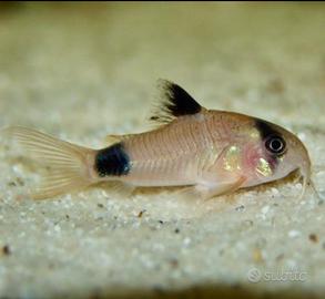 Pesci corydoras