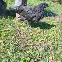 Pulcini di cemani razza pura