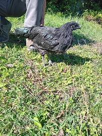 Pulcini di cemani razza pura