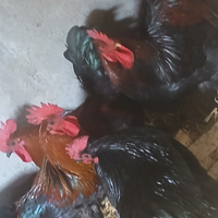 Galli Australop e marants