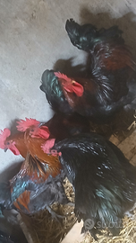 Galli Australop e marants