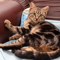 Gattino tigrato di 3 mesi