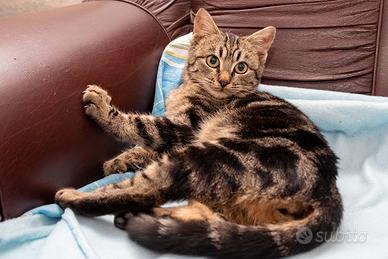 Gattino tigrato di 3 mesi