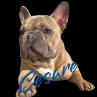 Bulldog francese disponibile per accoppiamento