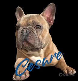 Bulldog francese disponibile per accoppiamento