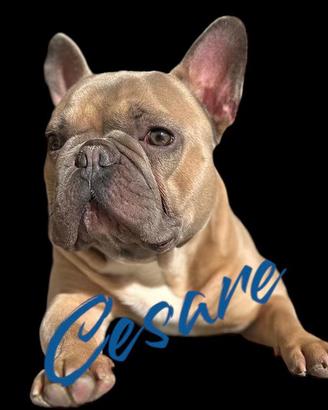 Bulldog francese disponibile per accoppiamento