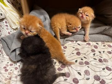 4 splendidi cuccioli persiani