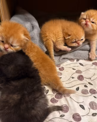 4 splendidi cuccioli persiani