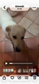 Cagnolina abbandonata