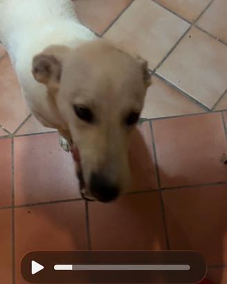 Cagnolina abbandonata