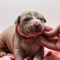 American pitbull terrier