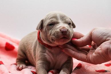 American pitbull terrier