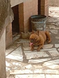 Stallone di dog francese