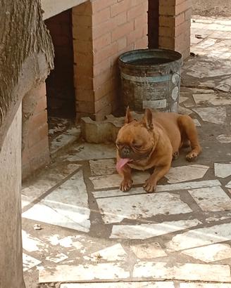 Stallone di dog francese