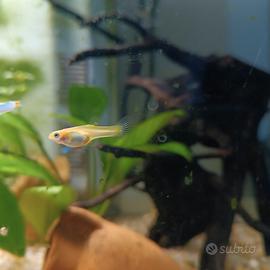 Guppy femmine