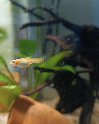 Guppy femmine