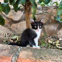 Cuccioli di gatto