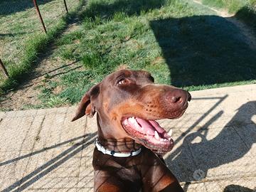 Dobermann