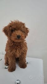 Cucciolo di barboncino maschio toy