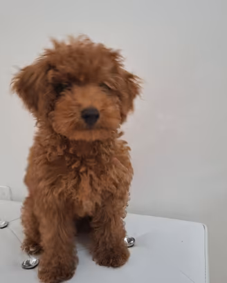 Cucciolo di barboncino maschio toy