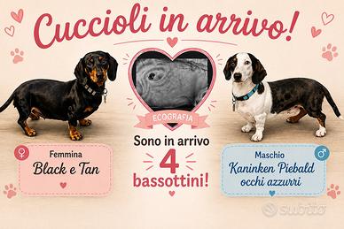 Bassotti tedeschi