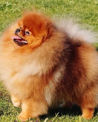 Volpino Pomerania ACCOPPIAMENTO Campione Monta