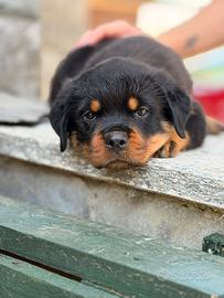 Cuccioli Rottweiler 60 giorni pagamenti agevolati
