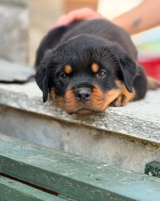 Cuccioli Rottweiler 60 giorni pagamenti agevolati