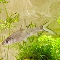 Squaletto di Acqua dolce