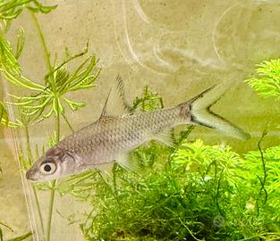 Squaletto di Acqua dolce