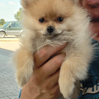 Pomerania carbonato