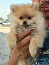 Pomerania carbonato