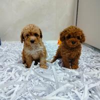 Barboncino mini toy red 2F 2M anche a rate