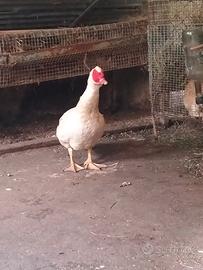 Maschio di anatra muta