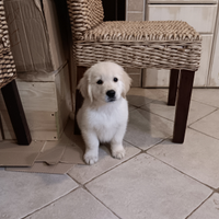 Cuccioli golden retriever con pedigree enci