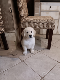 Cuccioli golden retriever con pedigree enci