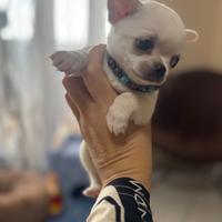 Chihuahua toy
