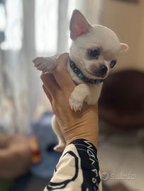 Chihuahua toy