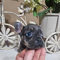 Bulldog francesi esotici okki blu