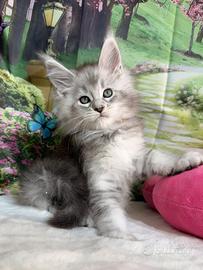 LEGGERE PRIMA SOTTO Maine Coon Maschio BLU TICKED