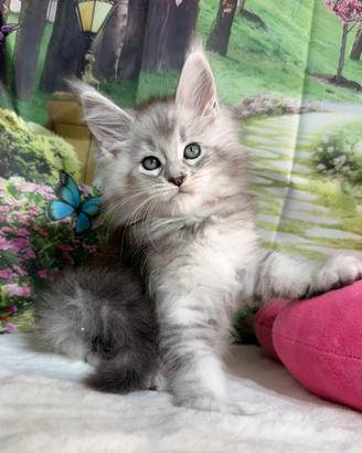 LEGGERE PRIMA SOTTO Maine Coon Maschio BLU TICKED