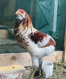 Araucana, legbar, cocincina nana