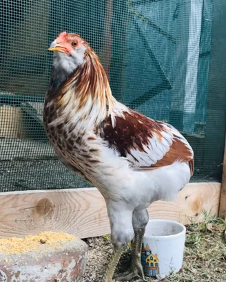 Araucana, legbar, cocincina nana